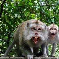 Aw! Bule Australia Digigit Monyet di Bali, Bayar Suntik Rabies Rp 97 Juta