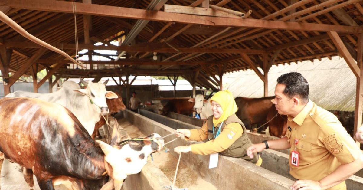 Jelang Idul Adha, Pemkab Tangerang Terus Pantau Kesehatan Hewan Kurban di Lapak dan Tempat Penggemukan