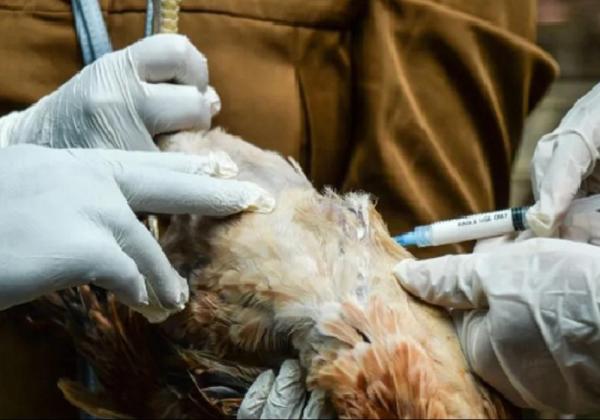 Sejumlah Negara Mulai Siapkan Vaksin Flu Burung, Bagaimana dengan Indonesia?