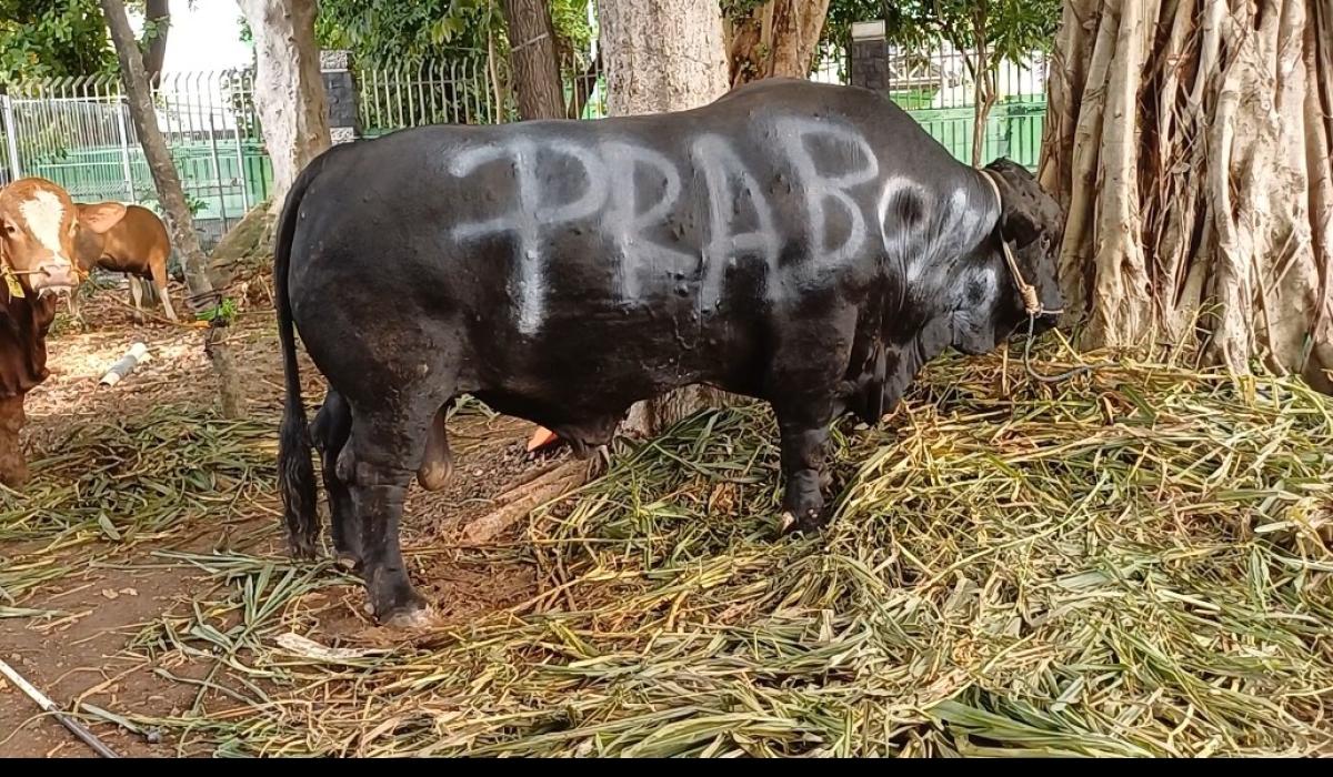 Intip Sapi Qurban Prabowo-Gibran di Masjid Istiqlal: Jenis Brangus dan Metal, Bobot 1,2 Ton