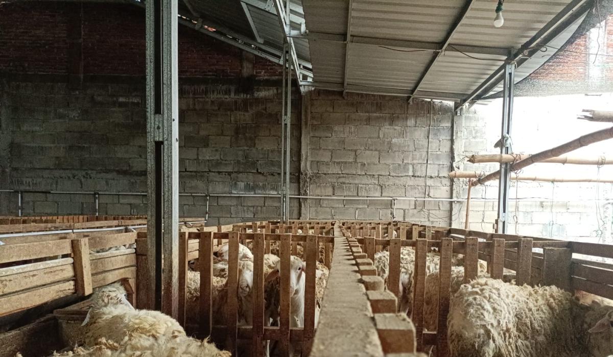 Panen Tebu Picu Kenaikan Daya Beli Hewan Kurban Dompet Dhuafa