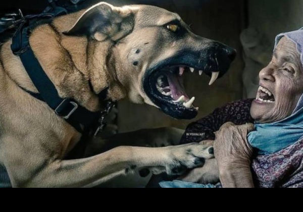 Pilu, Video Viral Tentara Israel Lepas Anjing Serang Lansia di Gaza