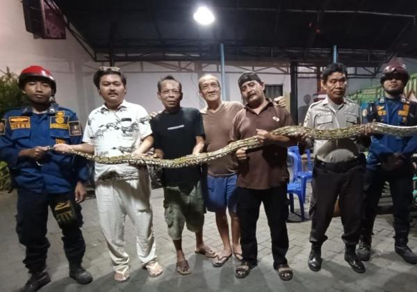Penemuan Ular 3 Meter dan 30 Butir Telur di Pemukiman Warga, Begini Proses Evakuasinya 