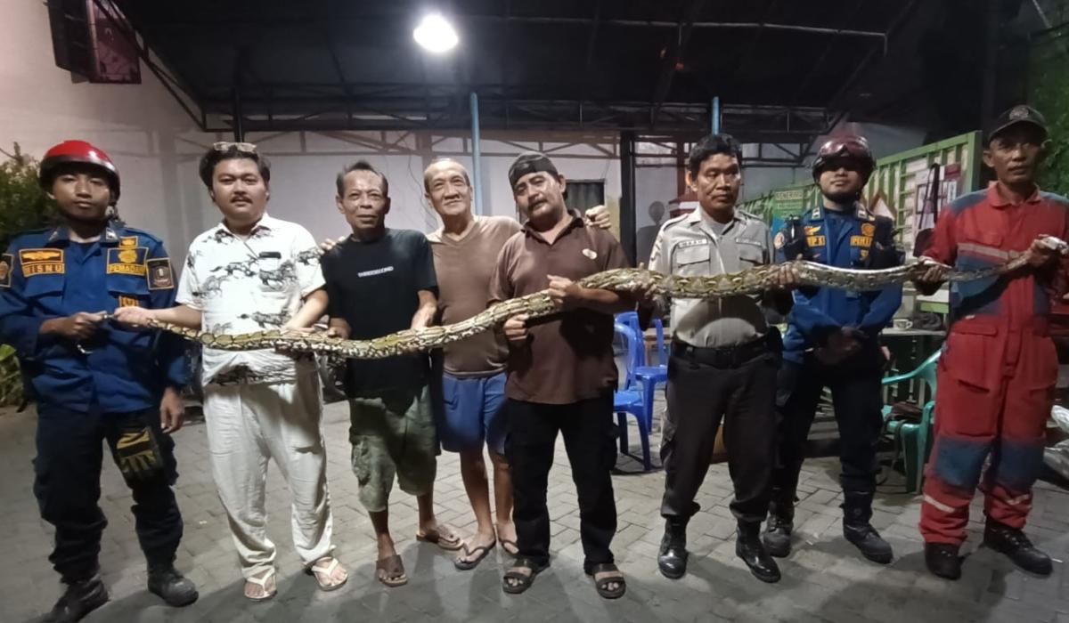 Penemuan Ular 3 Meter dan 30 Butir Telur di Pemukiman Warga, Begini Proses Evakuasinya 