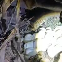 Penemuan Ular 3 Meter dan 30 Butir Telur di Pemukiman Warga, Begini Proses Evakuasinya  082805