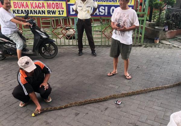 Memasuki Musim Kawin, Warga Perumahan Graha Harapan Digegerkan Penemuan Sarang Ular