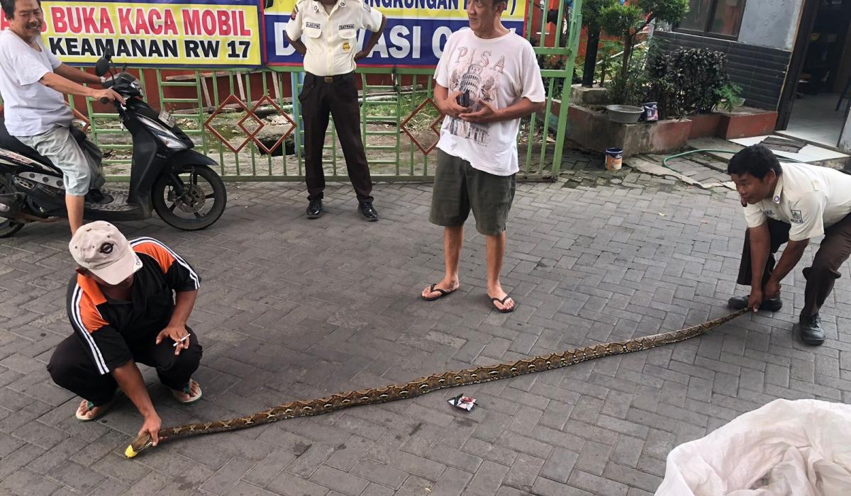 Memasuki Musim Kawin, Warga Perumahan Graha Harapan Digegerkan Penemuan Sarang Ular