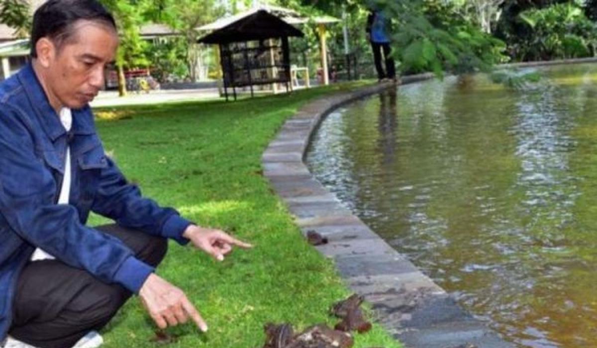 Jokowi dan Ritual Sebar Kodok