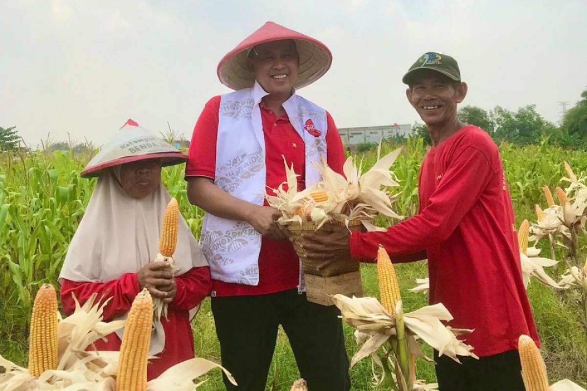 Kelompok Petani Panen Raya Jagung di Kota Bekasi, Dihadiri Langsung Tri Adhianto 