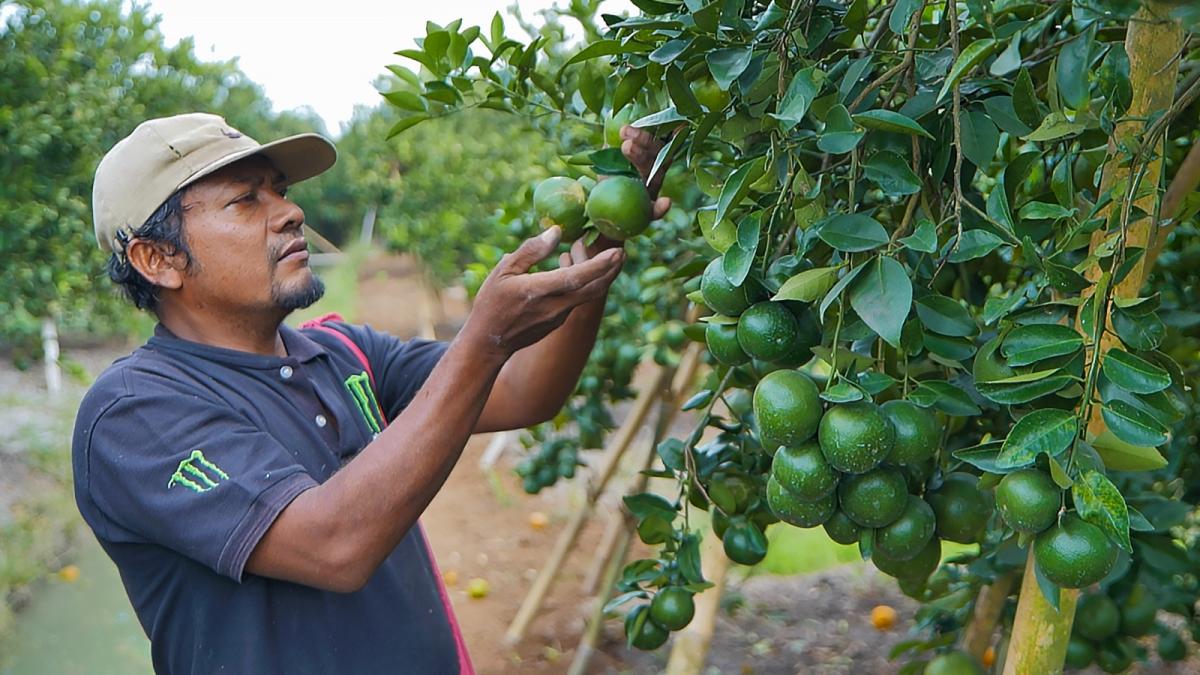 Melalui 'Klasterku Hidupku', BRI Dampingi Klaster Jeruk Semboro Terapkan Pertanian Berkelanjutan