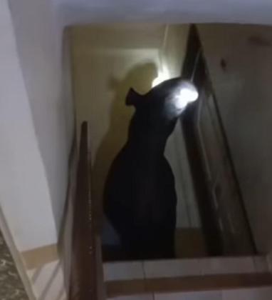 Viral! Tapir Raksasa Masuk Rumah Warga Hingga Naik ke Lantai 2 di Bengkulu