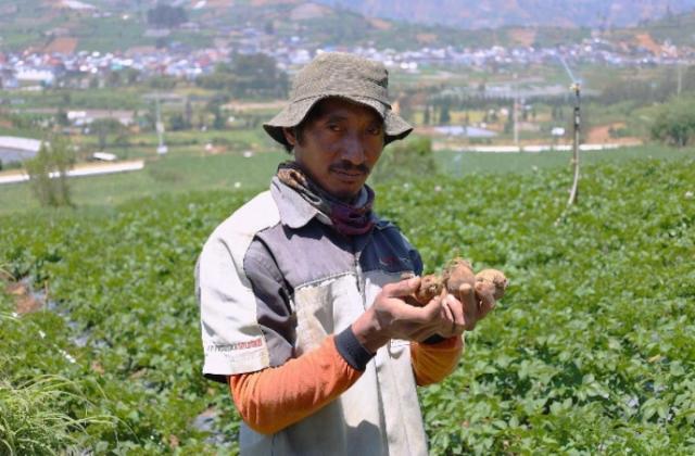 LPDB-KUMKM Dongkrak Produktivitas Petani Kentang di Dieng melalui Koperasi