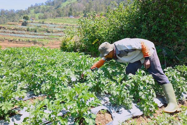 LPDB-KUMKM Harap Kisah Petani Kentang di Dieng Dapat Dorong Pertumbuhan Ekonomi di Daerah