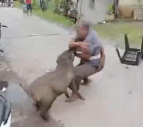 Detik-detik Warga di Padang Diserang Babi Hutan, Korban Langsung Dilarikan ke RSUP Pariaman