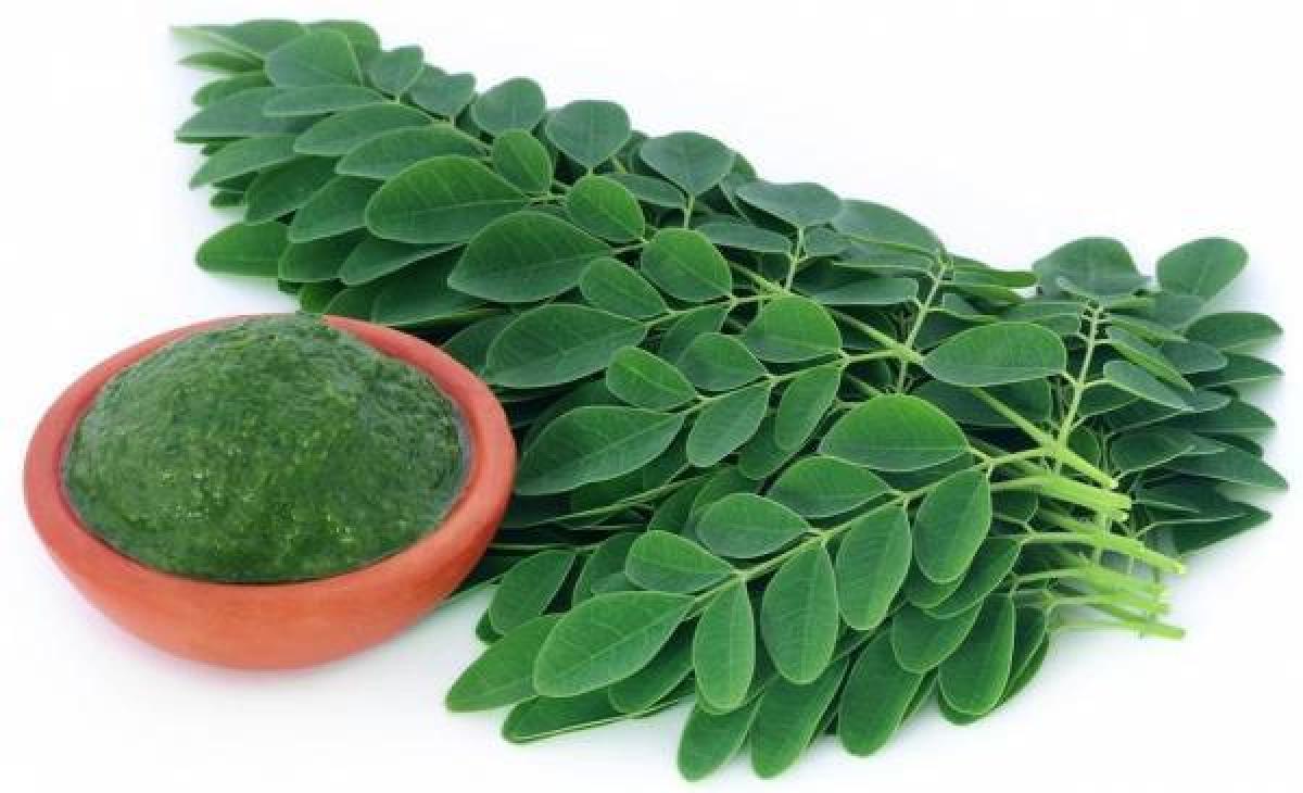 Manfaat Daun Kelor untuk Kesehatan, Ternyata Kaya Nutrisi dan Khasiat Luar Biasa!
