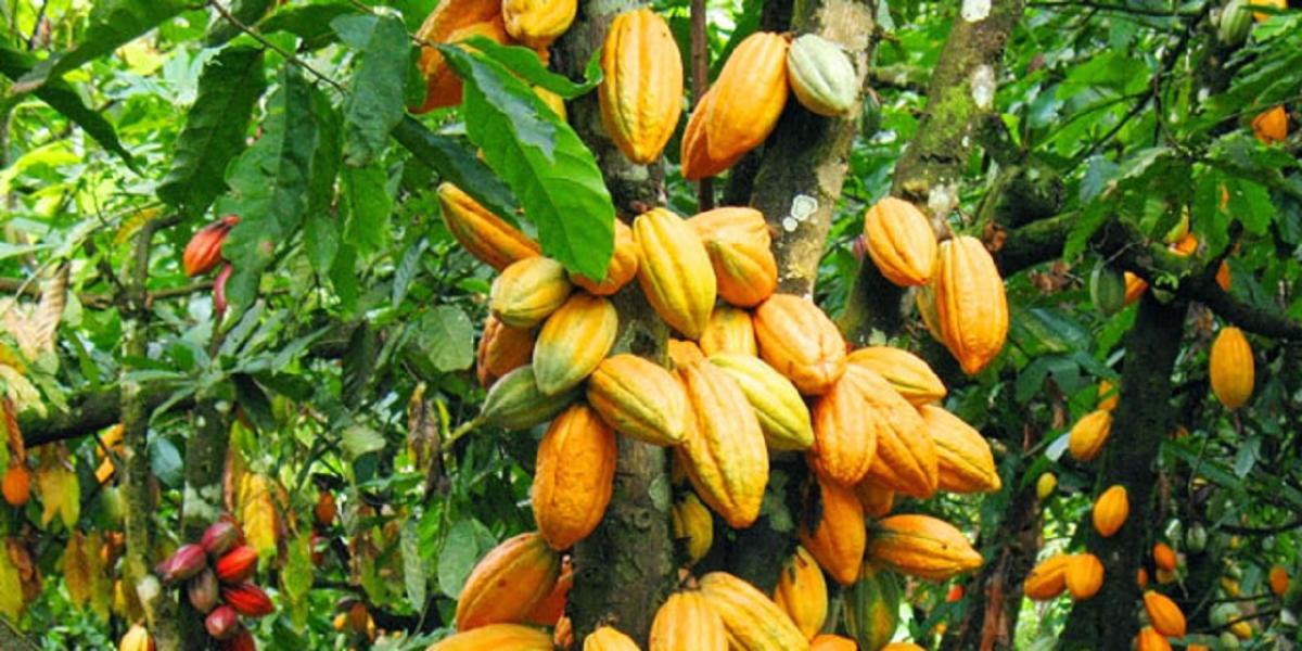 Krisis Kepercayaan: Petani Kakao Keluhkan Pembayaran Bonus yang Menguap di Tangan Aji Assul