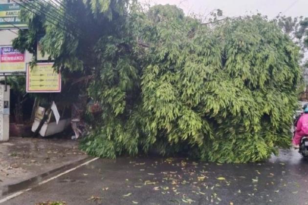 Imbas Angin Kencang dan Hujan Lebat, BPBD Kota Tangerang Terima 11 Laporan Pohon Tumbang