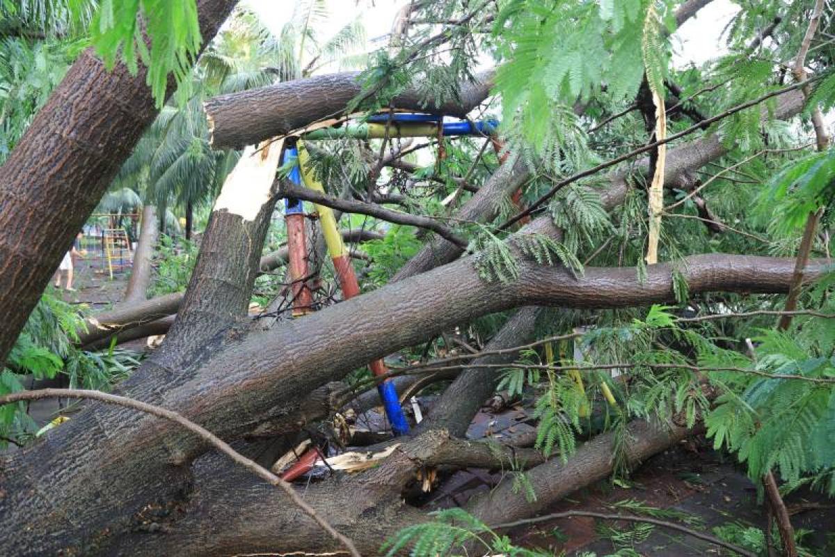 Musim Penghujan, Warga Tangerang Diimbau Waspada Banjir dan Pohon Tumbang