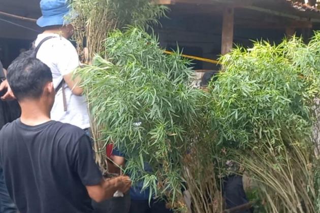 Kebun Ganja Ditemukan di Kawasan Padat Penduduk Pendongkelan Jakbar