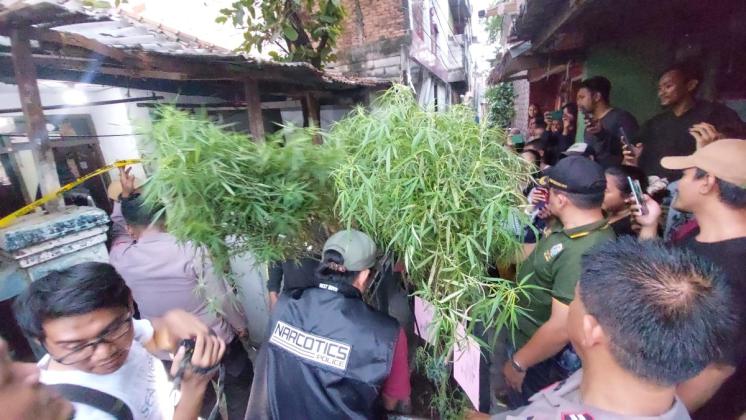 Polisi Gerebek Sebuah Rumah Tempat Budidaya  Ganja di Cengkareng, Ada 40 Tanaman...