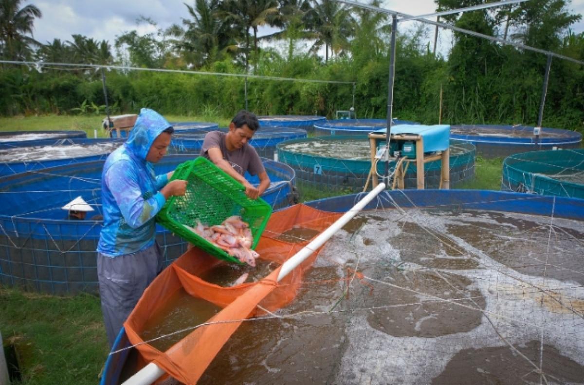Lewat Pembiayaan dan Pemberdayaan, BRI Sukseskan Program Makan Bergizi Gratis