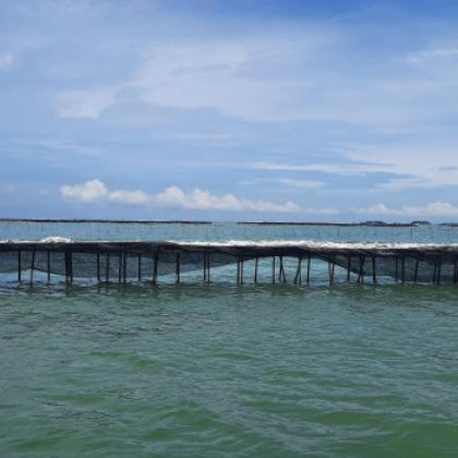 Prabowo Perintahkan Cabut Pagar Laut Misterius di Tangerang dan Bekasi, Pelaku Bakal...