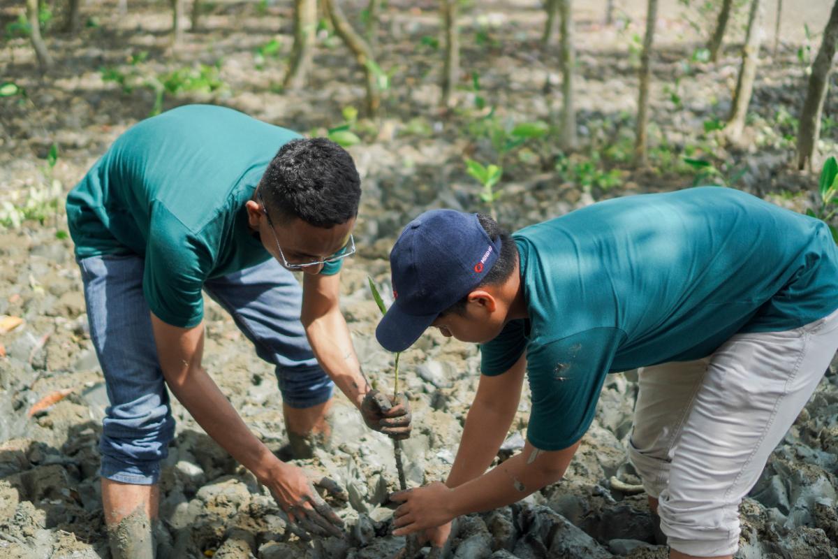 Konsisten Dukung NZE, Grup MIND ID Tanam Sebanyak 126.000 Pohon Mangrove  142021
