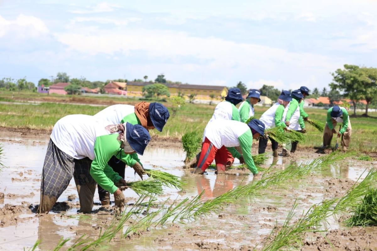 Presiden RI Buka Gerakan Tanam Padi Serentak di 14 Provinsi, Tangerang Jadi Titik Sentral di Banten