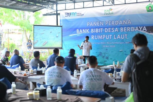 Dari Pesisir Nusa Lembongan, PLN Bangun Kemandirian Ekonomi Melalui Rumput Laut