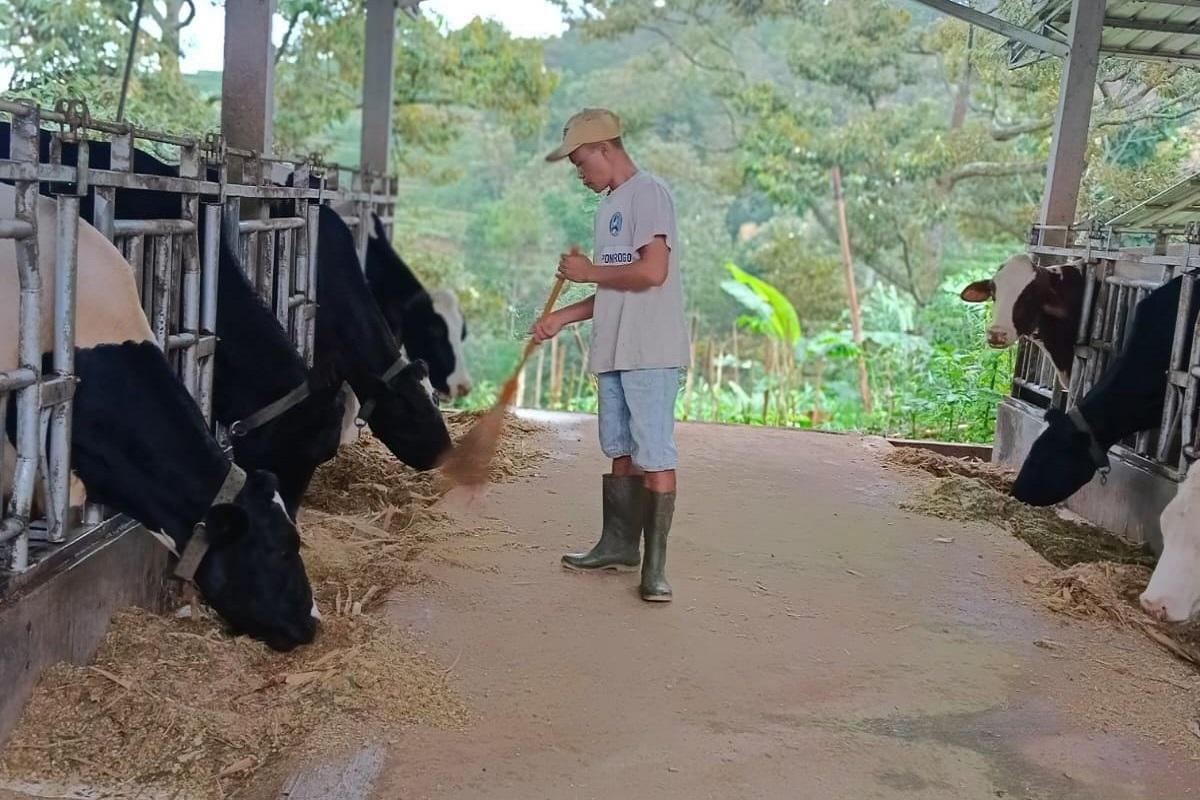 Dapatkan Fasilitas Pembiayaan dan Transaksi dari BRI, Klaster Susu di Ponorogo Berhasil Tingkatkan Kapasitas Produksi