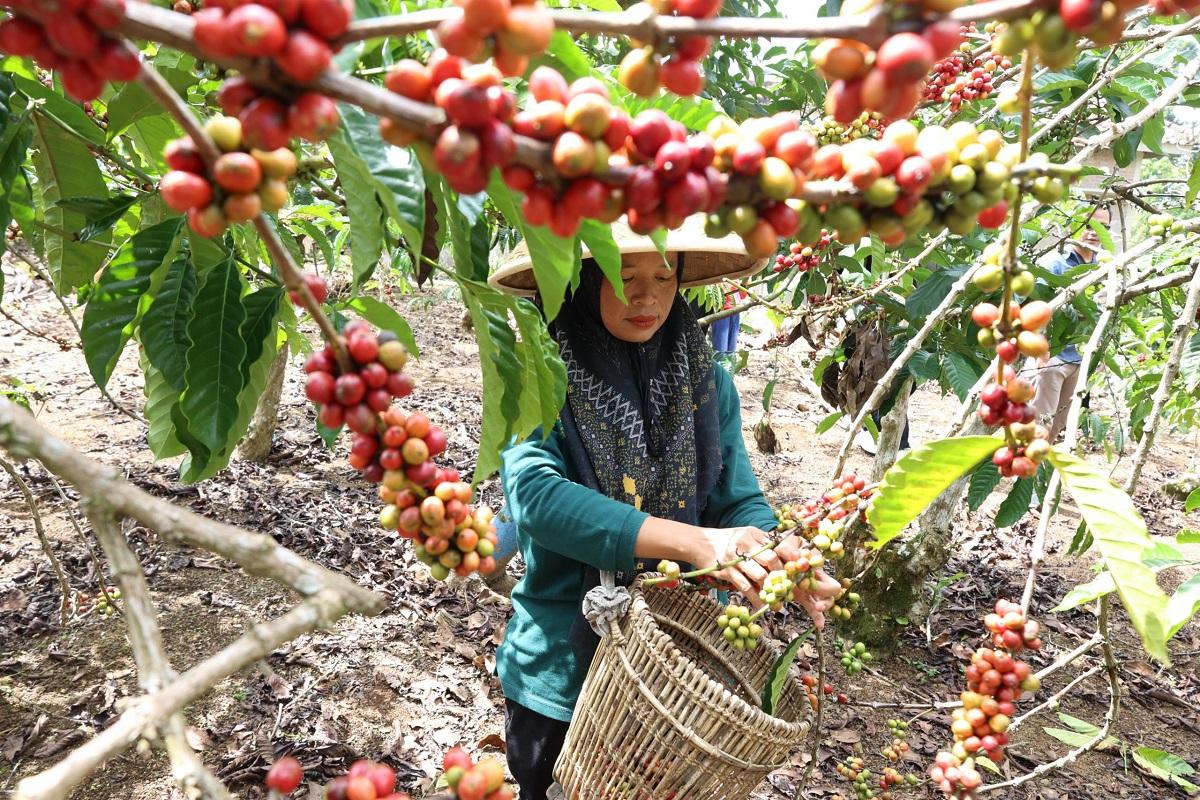 Bangun Koperasi Modern, LPDB Optimalkan Program Inkubator
