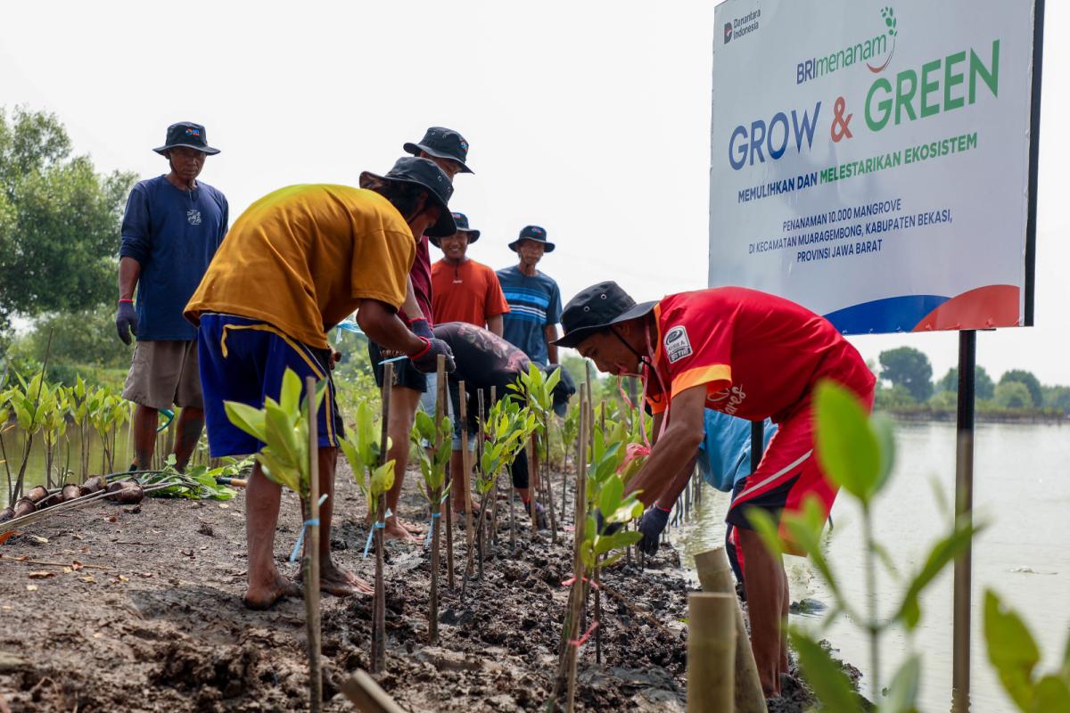 Peringati Hari Mangrove Sedunia, BRI Pertegas Komitmen Selamatkan Lingkungan Melalui Perbaikan Ekosistem Pesisir