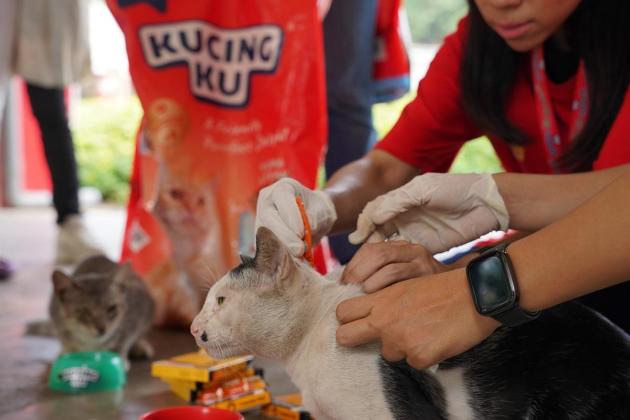 Kucingku Rayakan Cat International Day Lewat Aksi Peduli Kucing Jalanan Bersama Karyawan & Komunitas Pecinta Kucing