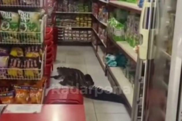 Viral! Seekor Buaya 2,5 Meter Tiba-Tiba Muncul di Minimarket Pulau Taliabu