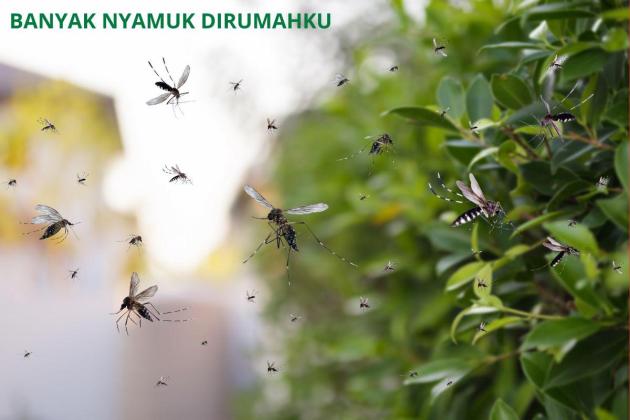 Hari Nyamuk Sedunia, Momentum Tingkatkan Kesadaran Kesehatan Masyarakat