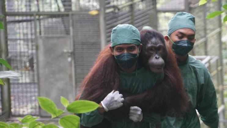 BNI Perkuat Komitmen ESG Lewat Konservasi Orangutan dan Rehabilitasi Hutan