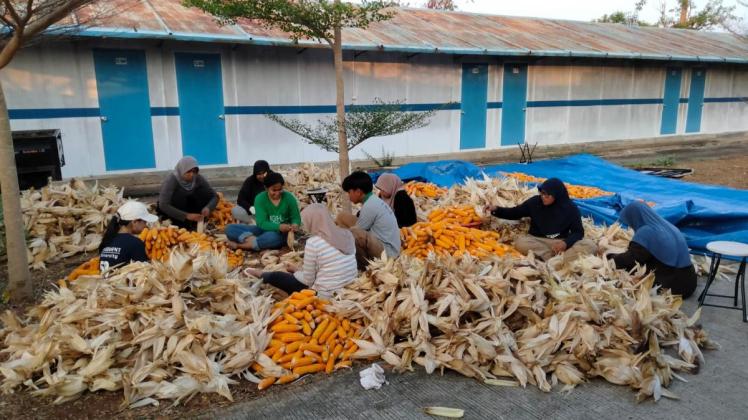 PLN Sulap Limbah Jagung Jadi Listrik, Petani Tuban Dapat Tambahan Penghasilan