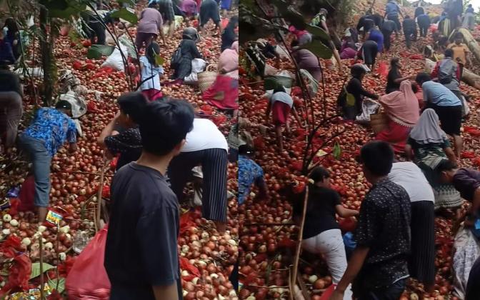 Tumpukan Bawang Ilegal Gegerkan Batam, Warga Ramai-Ramai Serbu Lokasi