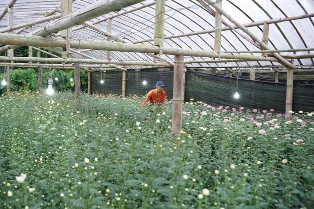 Electrifying Agriculture PLN Tingkatkan Produktivitas Petani Bunga Krisan di Tomohon