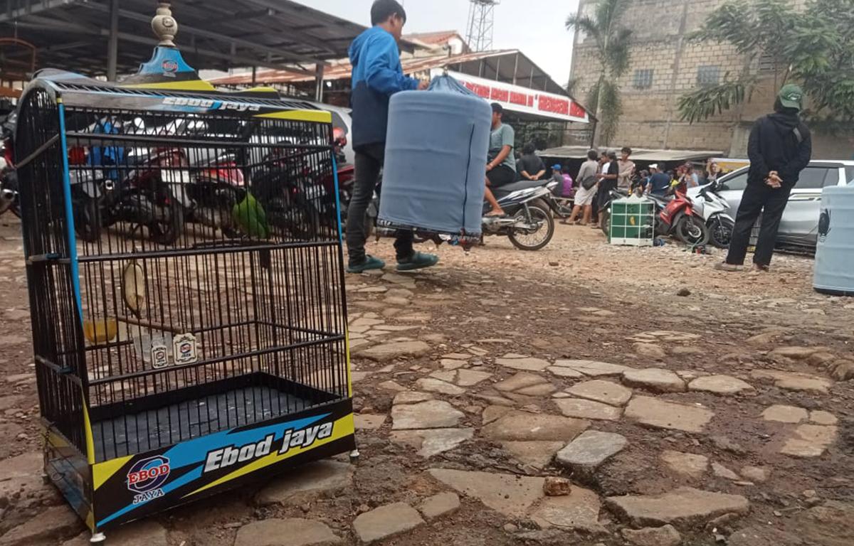 Kicau Mania: Antara Hobi, Gengsi dan Silaturahmi