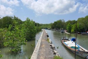 Suasana Hutan Mangrove Bedul (Tuahta Aldo / fin.co.id)