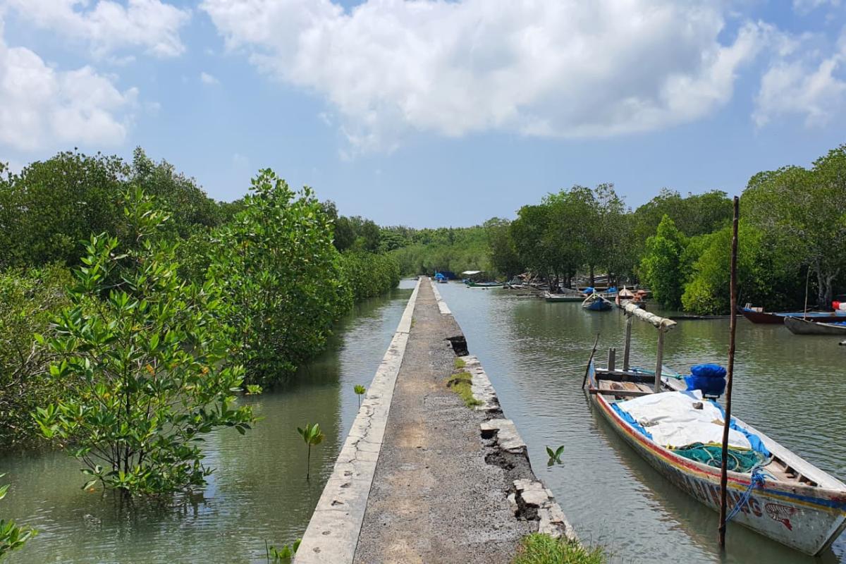 Suasana Hutan Mangrove Bedul (Tuahta Aldo / fin.co.id)