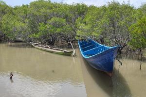Suasana Hutan Mangrove Bedul (Tuahta Aldo / fin.co.id)
