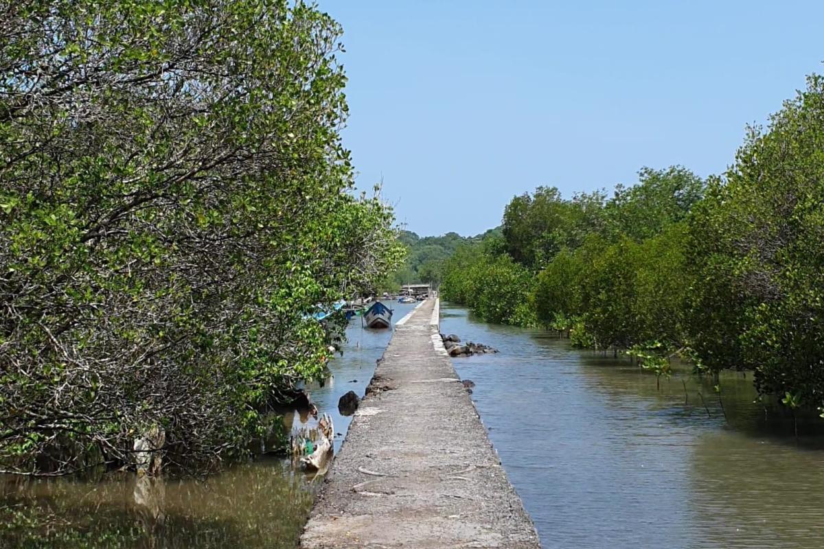 Suasana Hutan Mangrove Bedul (Tuahta Aldo / fin.co.id)