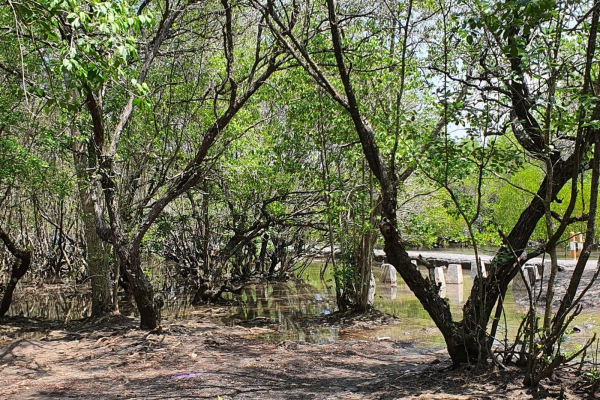Suasana Hutan Mangrove Bedul (Tuahta Aldo / fin.co.id)