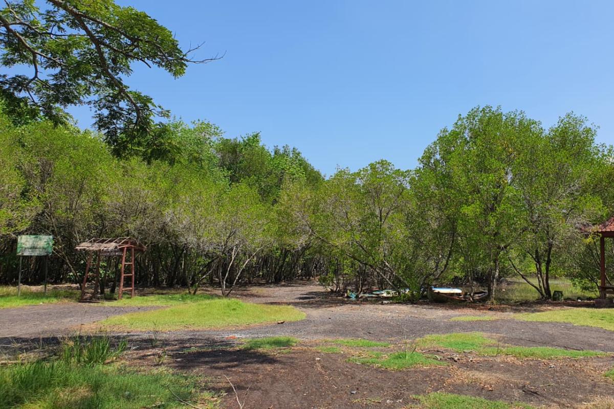 Suasana pintu masuk Hutan Mangrove Bedul (Tuahta Aldo / fin.co.id)