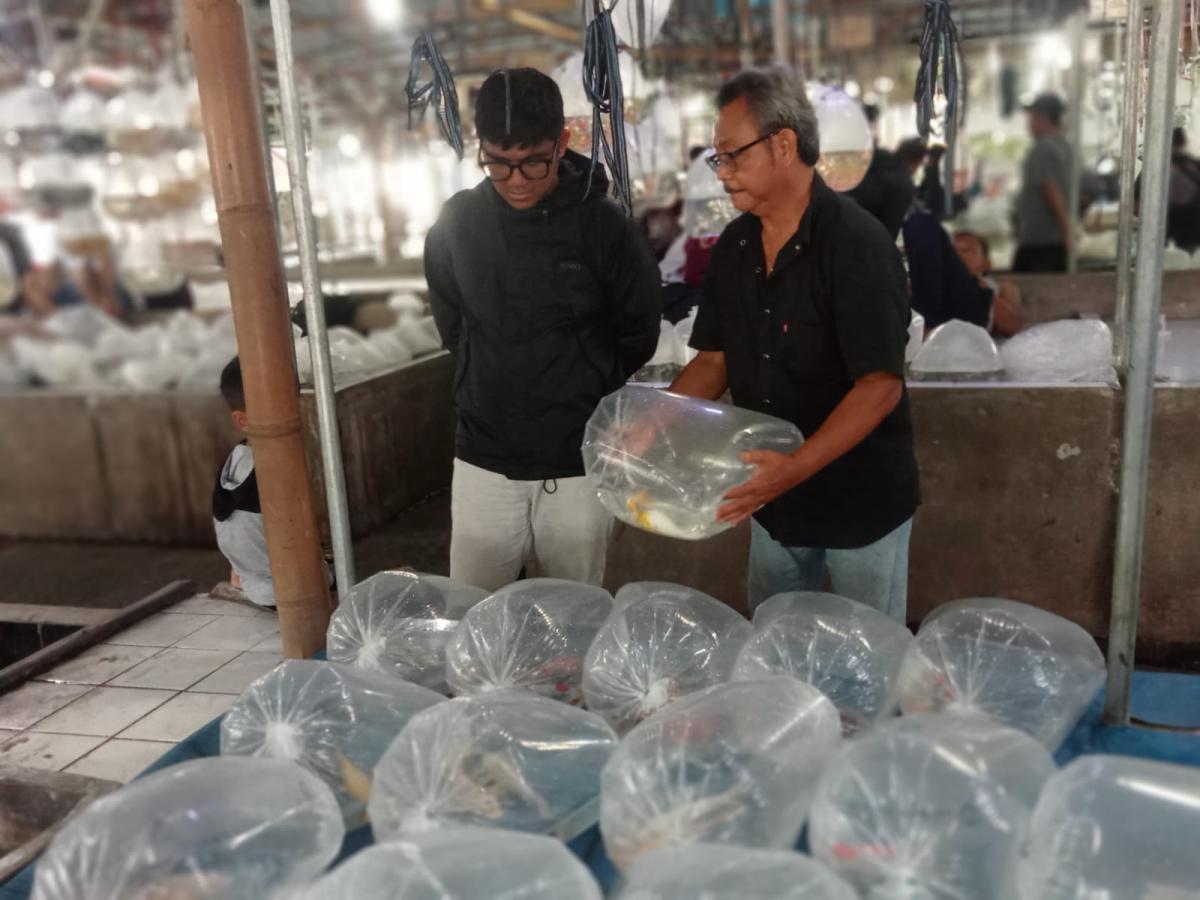 Berburu Koi di Parung, Pasar Ikan Terbesar Asia Tenggara yang Selalu Ramai Cerita