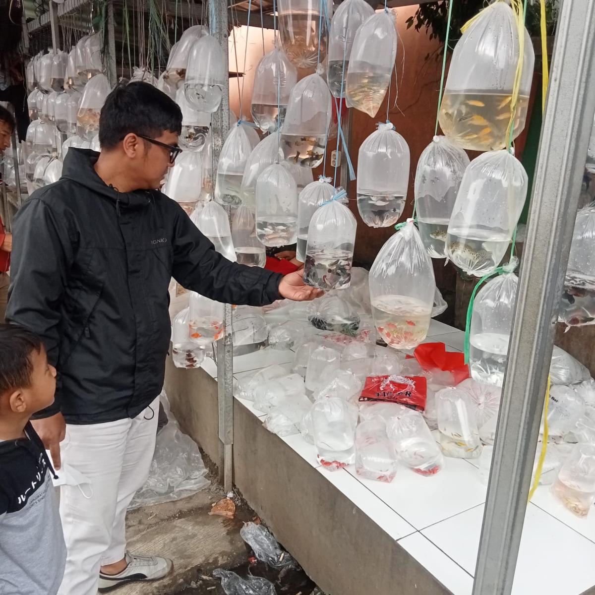 Berburu Koi di Pasar Ikan Terbesar Asia Tenggara