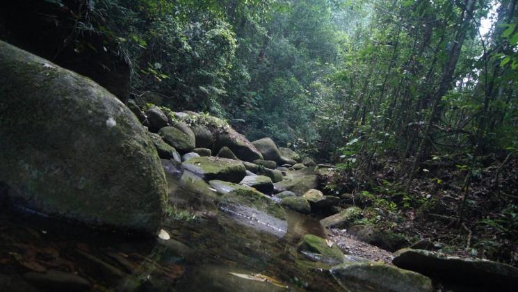 Sektor Usaha Dorong Perbaikan Tata Kelola Hutan dengan Minimalkan Dampak Sosial-Ekonomi