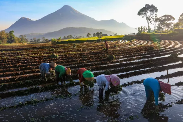 KUR BRI Mengaliri Sawah Rakyat, Menggerakkan Ekonomi dan Ketahanan Pangan Nasional